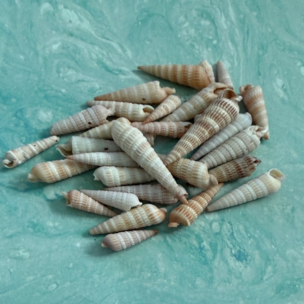 Florida Common Auger Cone Seashell 30 pieces